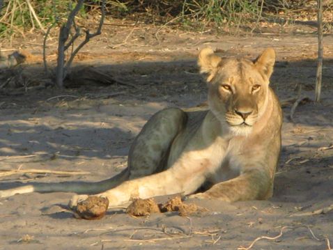 Safari & Abenteuer