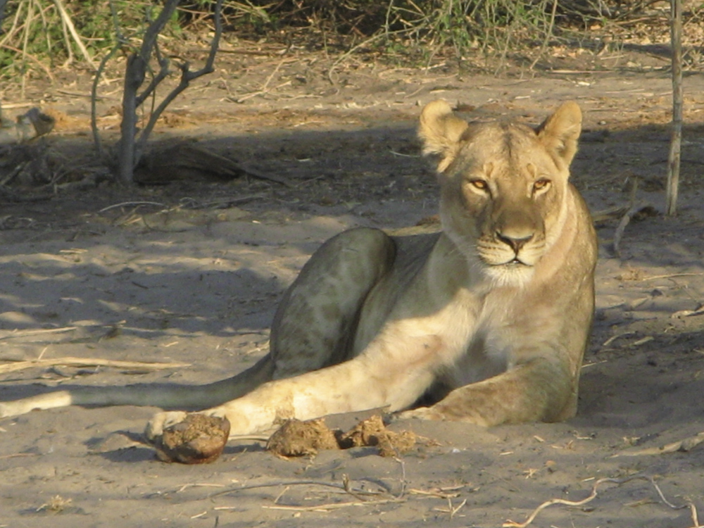 Safari & Abenteuer