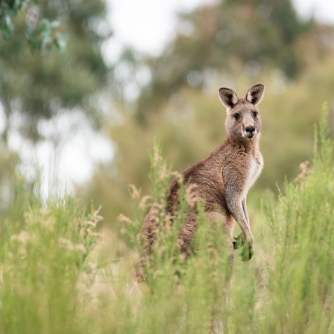 Australien