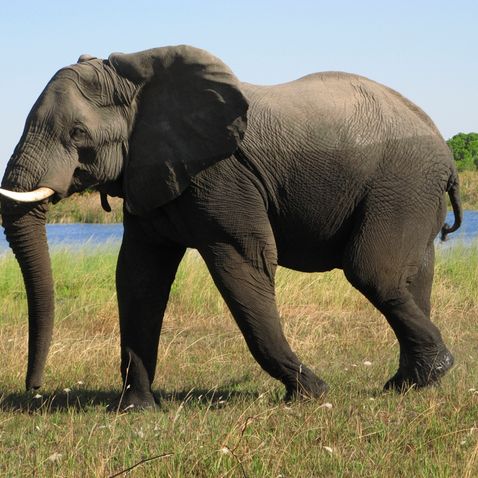 Tiere in der Natur entdecken