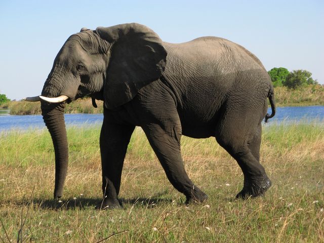 Tiere in der Natur entdecken