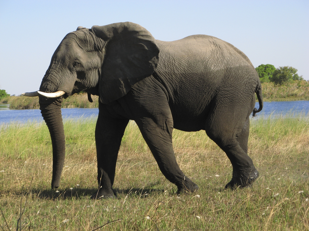 Tiere in der Natur entdecken